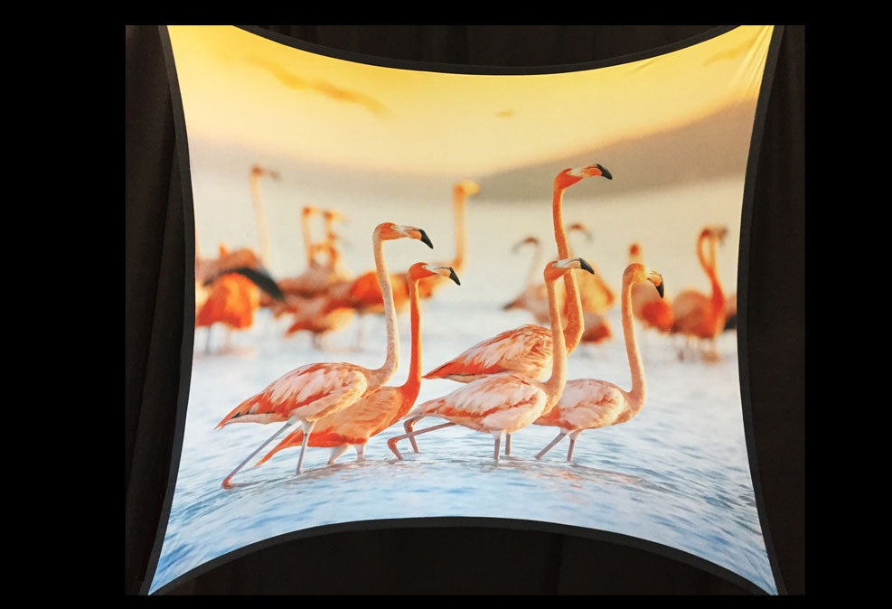 FLAMINGO - 09