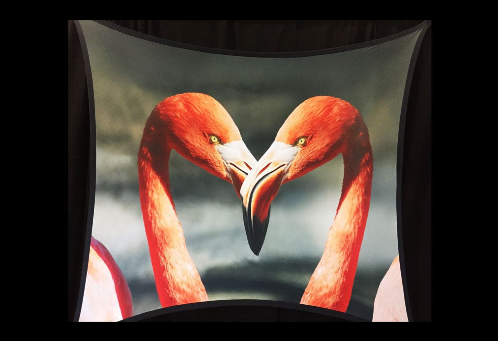 FLAMINGO - 01