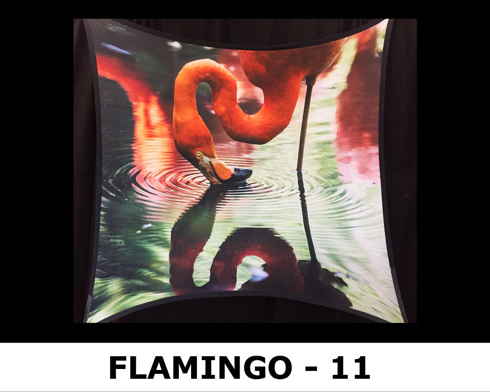 FLAMINGO - 11